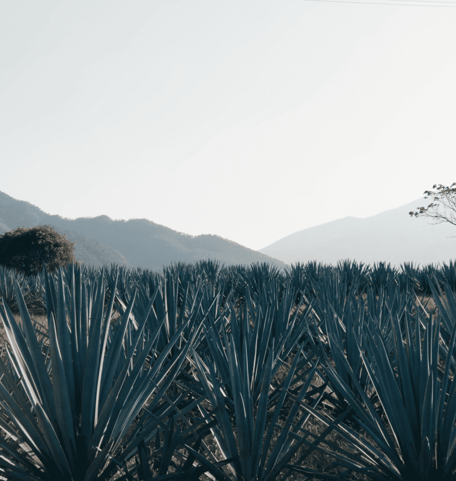 An image of a field of agave plants