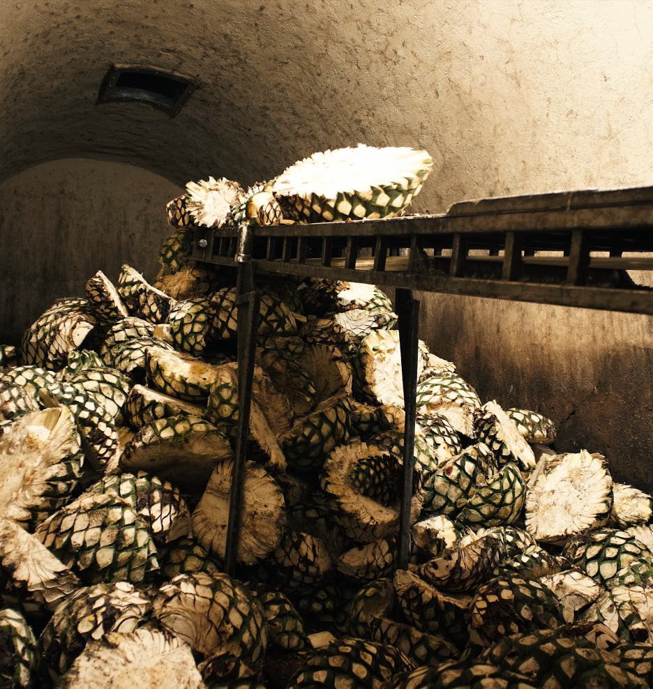 Harvested Agave in a storage chamber