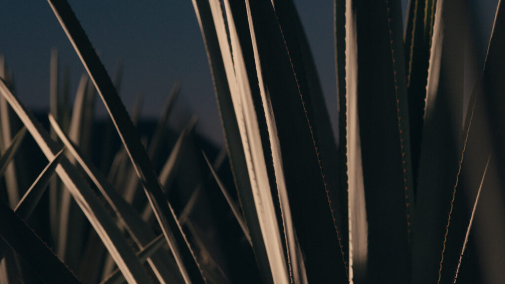 Texture of agave leaves