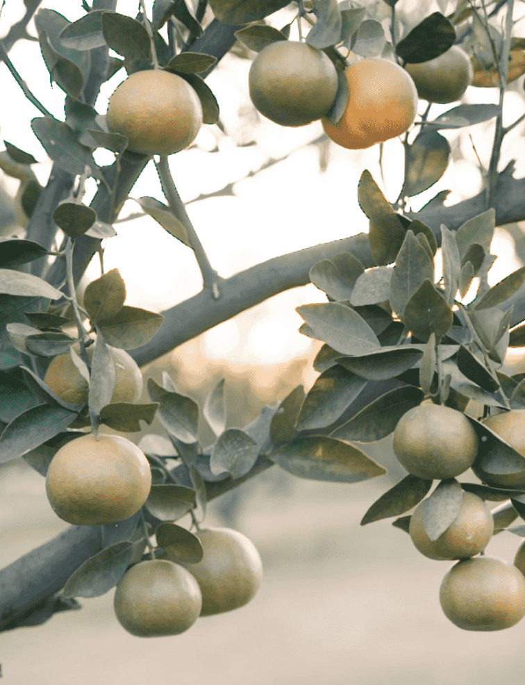 A citrus tree, branches heavy with fruit, at sunrise